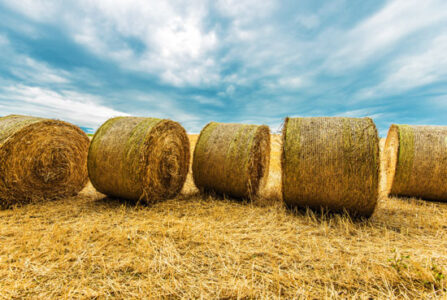 Save Money, Save Time, Buy Hay Image
